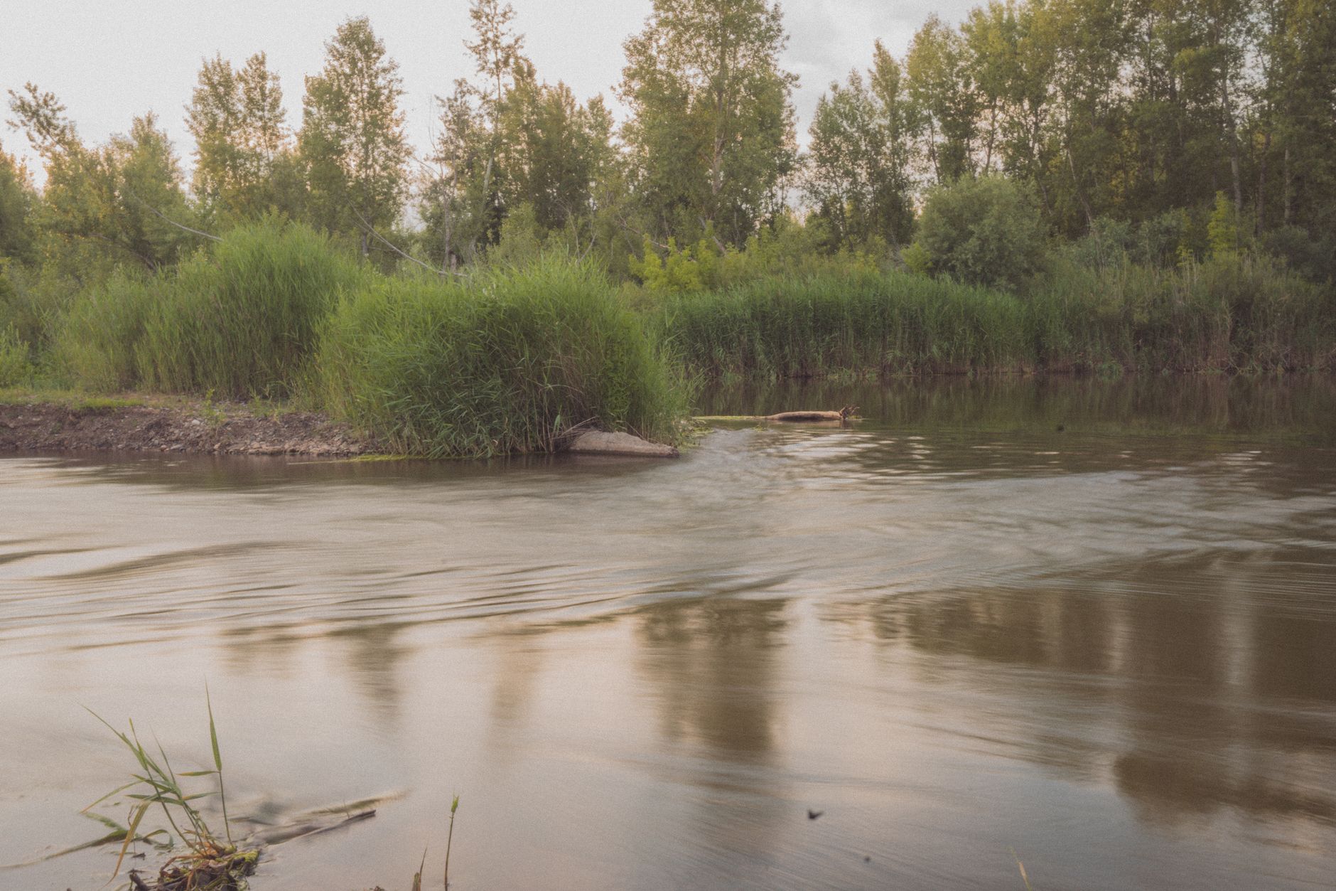 Тихая протока в зарослях камыша на закате — воды в Воеводине хватает и без моря